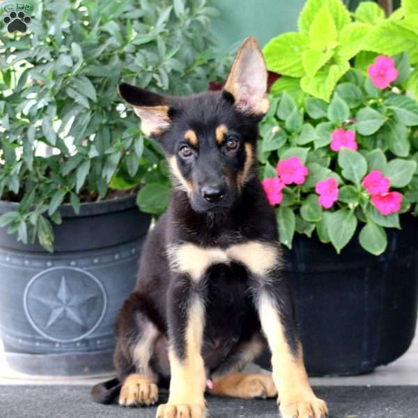Diesel, German Shepherd Puppy