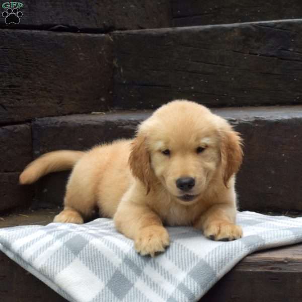 Dilbert, Golden Retriever Puppy