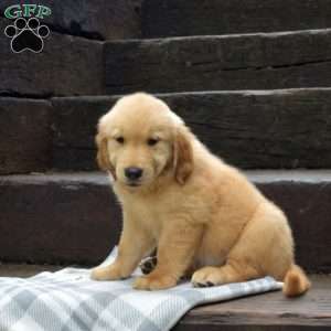 Dilbert, Golden Retriever Puppy
