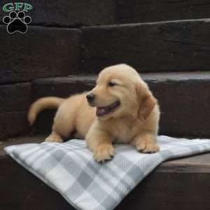 Dilbert, Golden Retriever Puppy