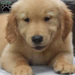 Dilbert, Golden Retriever Puppy
