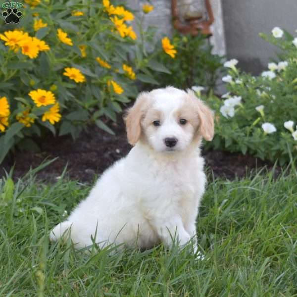 Dill, Mini Goldendoodle Puppy