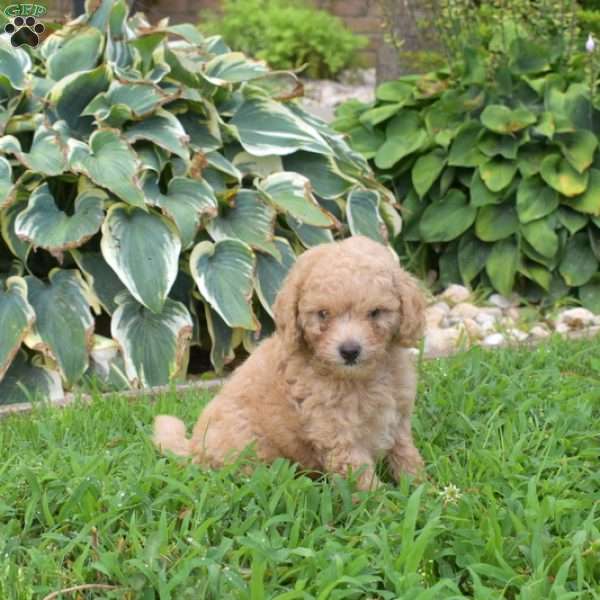 Dill, Miniature Poodle Puppy
