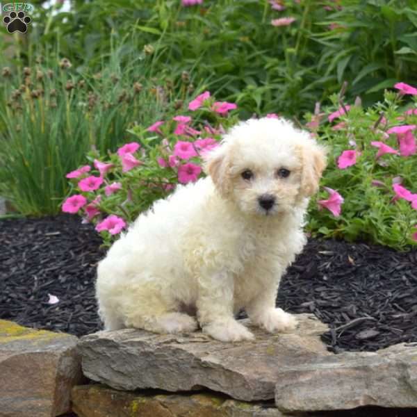 Dill, Bich-Poo Puppy