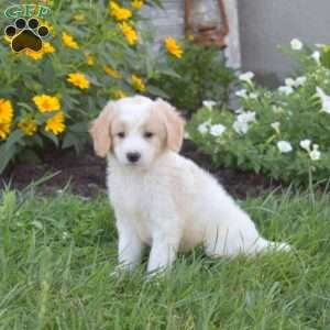 Dill, Mini Goldendoodle Puppy