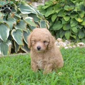 Dill, Miniature Poodle Puppy