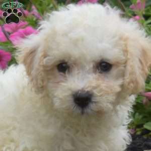 Dill, Bich-Poo Puppy