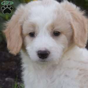Dill, Mini Goldendoodle Puppy