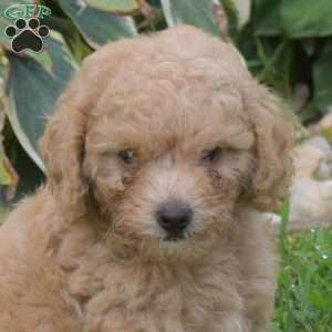 Dill, Miniature Poodle Puppy