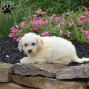 Dill, Bich-Poo Puppy