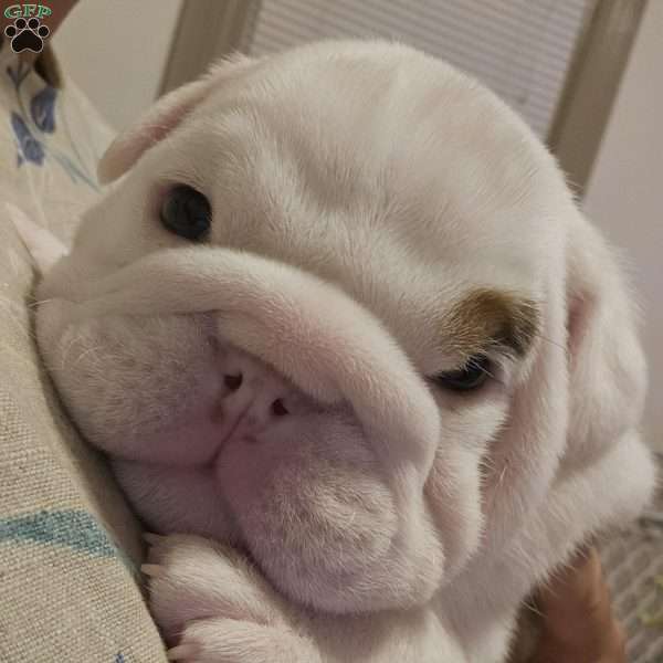 Dino, English Bulldog Puppy