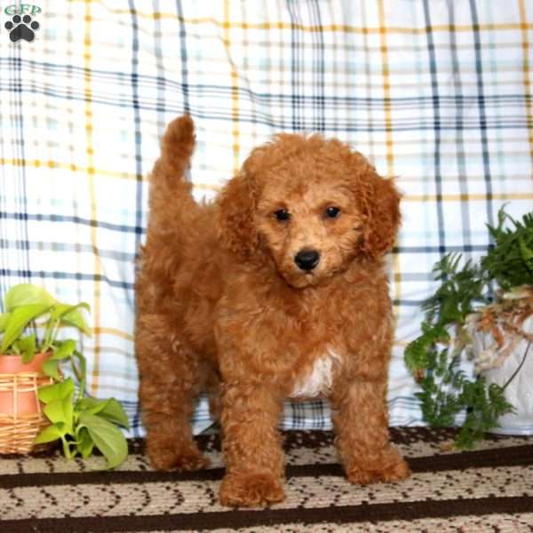 Dirinian, Miniature Poodle Puppy