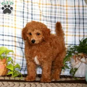 Dirinian, Miniature Poodle Puppy