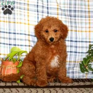 Dirinian, Miniature Poodle Puppy