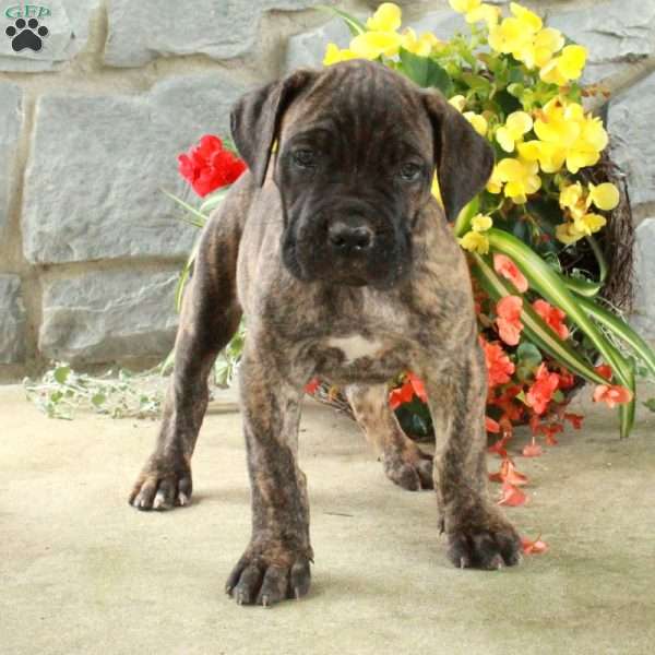 Ditch, Cane Corso Puppy