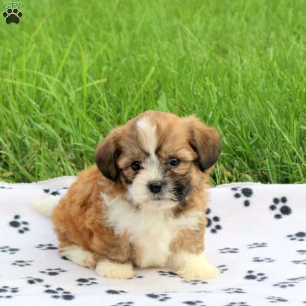 Dixie, Teddy Bear Puppy