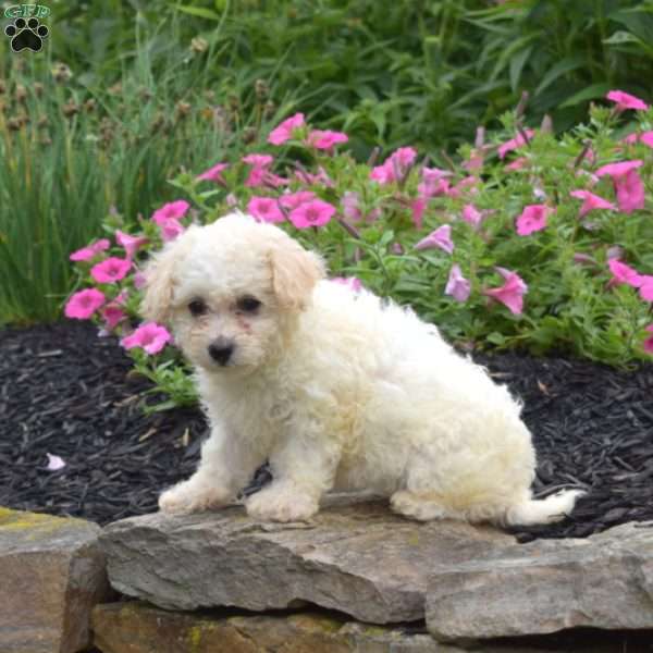Dixie, Bich-Poo Puppy