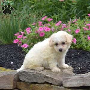 Dixie, Bich-Poo Puppy