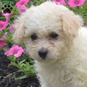 Dixie, Bich-Poo Puppy