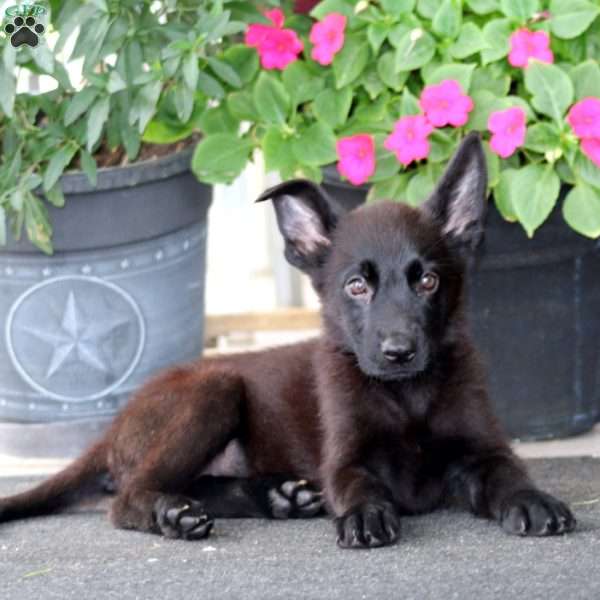 Dixie, German Shepherd Puppy
