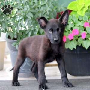 Dixie, German Shepherd Puppy