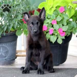 Dixie, German Shepherd Puppy