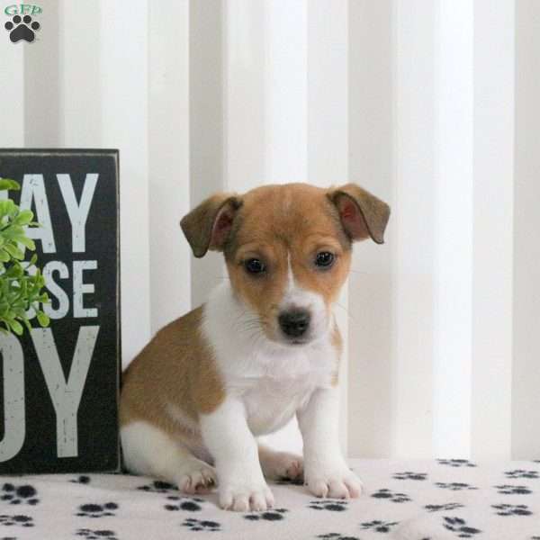 Dizzy, Jack Russell Terrier Puppy