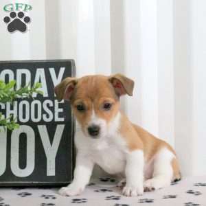 Dizzy, Jack Russell Terrier Puppy