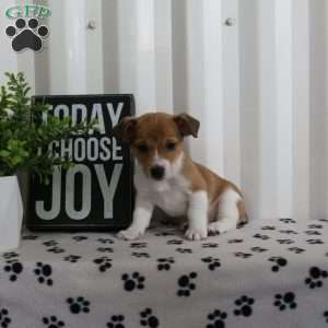 Dizzy, Jack Russell Terrier Puppy