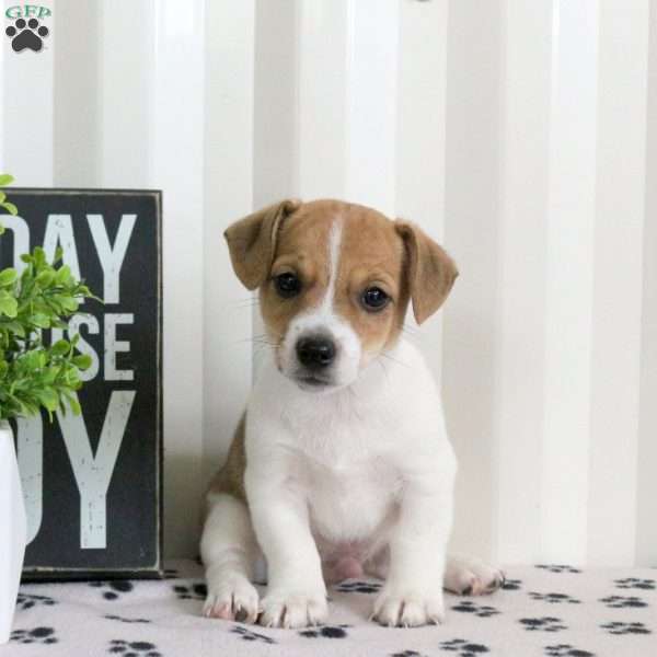 Dobby, Jack Russell Terrier Puppy
