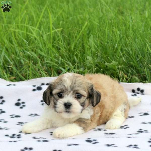 Dobby, Teddy Bear Puppy