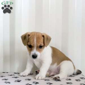 Dobby, Jack Russell Terrier Puppy
