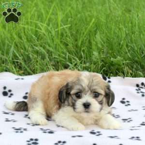 Dobby, Teddy Bear Puppy