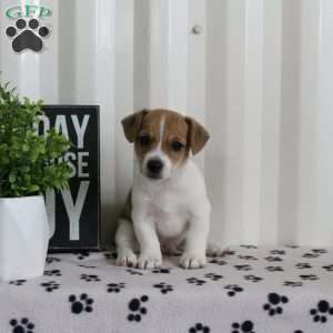 Dobby, Jack Russell Terrier Puppy