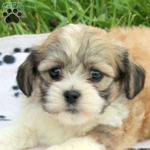 Dobby, Teddy Bear Puppy