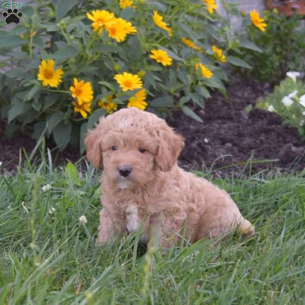 Dodger, Mini Goldendoodle Puppy