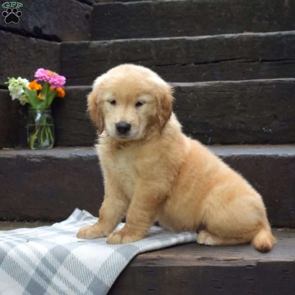 Dodger, Golden Retriever Puppy