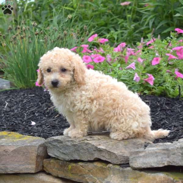 Dodger, Bich-Poo Puppy