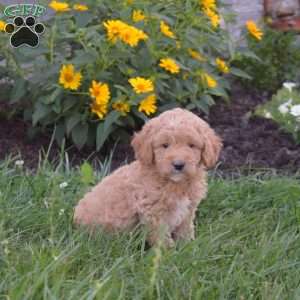Dodger, Mini Goldendoodle Puppy