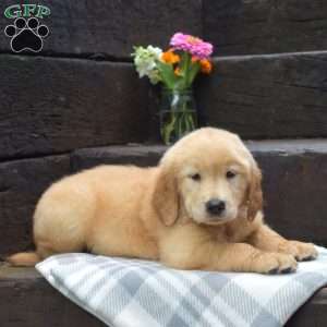 Dodger, Golden Retriever Puppy