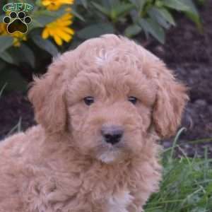 Dodger, Mini Goldendoodle Puppy