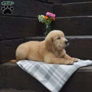 Dodger, Golden Retriever Puppy