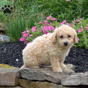 Dodger, Bich-Poo Puppy
