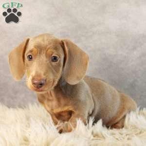 Dolce, Dachshund Puppy