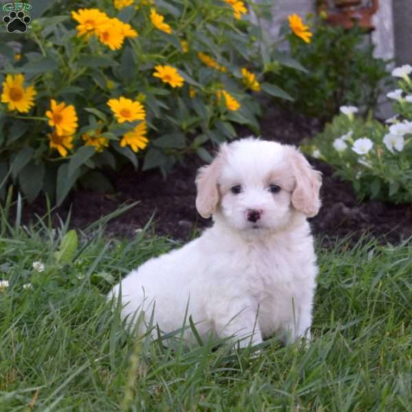 Dolly, Mini Goldendoodle Puppy
