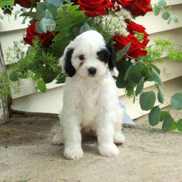 Dolly, Cavapoo Puppy