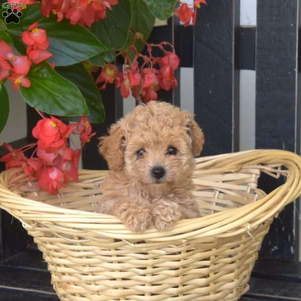 Dolly, Bich-Poo Puppy