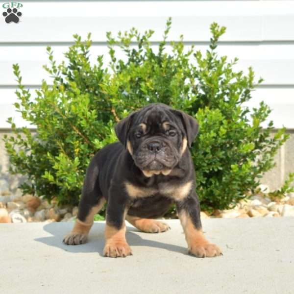 Dolly, Olde English Bulldogge Puppy