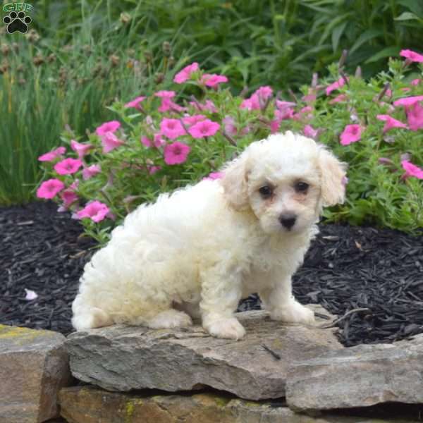 Dolly, Bich-Poo Puppy