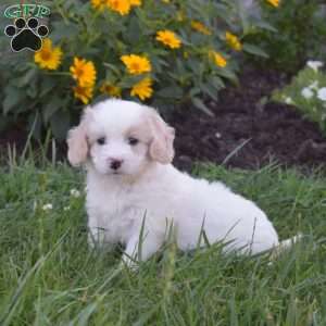 Dolly, Mini Goldendoodle Puppy
